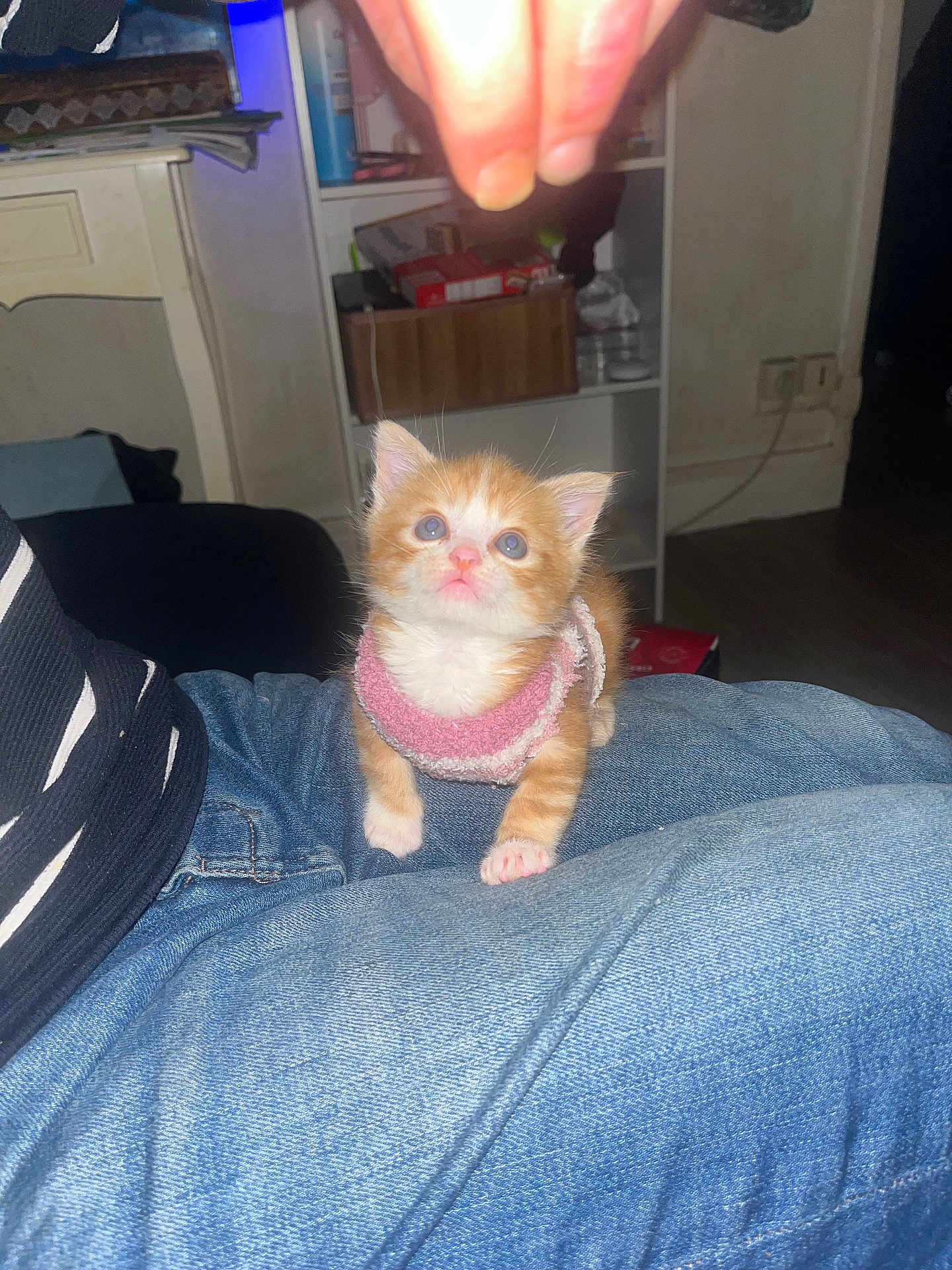 Cali participe au concours pour gagner de l'argent avec cette photo : kitten, cat, orange_cat, white_cat, pink_sweater, denim, lap, hand, indoor, sitting, curious, pet, furniture, shelf, household_items, floor, person, clothing, cozy, young_animal