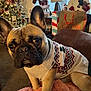 Archie joined the competition — help win amazing prizes! dog, french_bulldog, sweater, christmas_tree, holiday_decorations, living_room, blanket, festive, cute, pet, indoors, window, lamp, stuffed_snowman, gift_bag, carpet, home, fur, ears, face