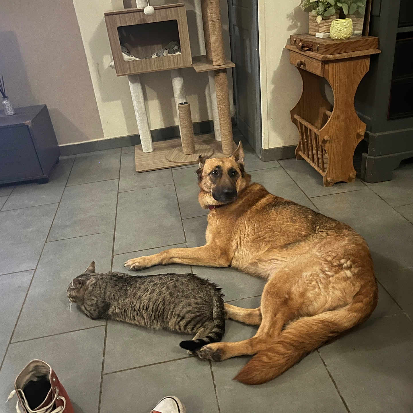 Saphir a rejoint le concours — aidez-le/la à gagner de superbes lots ! dog, cat, pets, animals, indoors, living_room, tile_floor, lying_down, sitting, alert, relaxed, brown_dog, tabby_cat, pet_bed, cat_tree, furniture, television, home, cozy, companionship