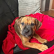 Bruno is registered to the contest to win money with this photo: puppy, dog, blanket, red_blanket, leather_couch, couch, indoor, pet, cute, young_dog, brown_dog, black_nose, ears, paw, floor, pillow, furniture, home, relaxed, looking_at_camera