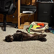 Baker is registered to the contest to win money with this photo: dog, puppy, sleeping, lying_down, black_and_white, long_hair, pet, animal, carpet, indoors, home, office, chair, printer, filing_cabinet, sofa, dog_bed, dog_toys, relaxed, funny