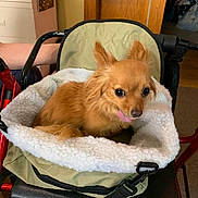 Sadie joined the competition — help win amazing prizes! animal, carrier, cds, companion, cozy, cute, dog, fleece, fluffy, home, indoor, looking, pet, resting, sitting, small_dog, tan_dog, tongue_out, walker, wooden_furniture