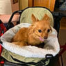 animal, carrier, cds, companion, cozy, cute, dog, fleece, fluffy, home, indoor, looking, pet, resting, sitting, small_dog, tan_dog, tongue_out, walker, wooden_furniture