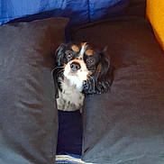 Vaudray a rejoint le concours — aidez-le/la à gagner de superbes lots ! beagle, carnivoran, cavalier_king_charles_spaniel, dog, dog_breed, dog_breed_group, dog_like_mammal, puppy, snout, spaniel, vertebrate