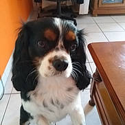 Jack a rejoint le concours — aidez-le/la à gagner de superbes lots ! dog, pet, spaniel, indoor, tile_floor, wooden_table, table_leg, cabinet, orange_wall, curtain, sitting, looking_up, close_up, face, fur, whiskers, nose, paw, floor, furniture