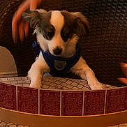 Max is registered to the contest to win money with this photo: dog, puppy, playing_cards, table, blue_harness, wicker_chair, hands, indoor, pet, game, cards, card_holder, brown, white, fur, cute, animal, domestic, sitting, focus