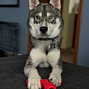 Enzó joined the competition — help win amazing prizes! dog, husky, pet, animal, indoor, toy, chew_toy, paws, heterochromia, blue_eye, brown_eye, collar, fur, snout, ears, face, looking, resting, home, carpet
