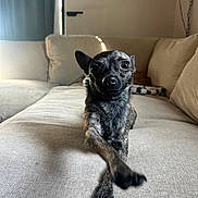 Gooby joined the competition — help win amazing prizes! dog, small_dog, brindle_coat, paw, couch, living_room, pet, furniture, indoor, canine, cute, animal, relaxed, paw_stretched, closeup, mischievous, expression, home, cozy, domestic