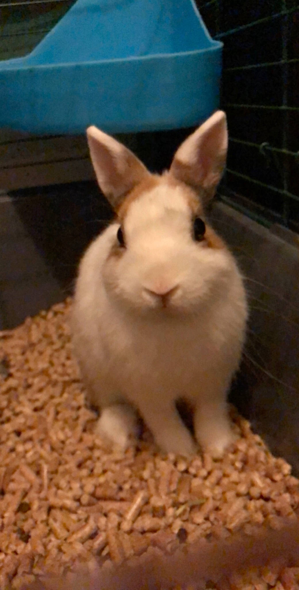 Aïko participe au concours pour gagner de l'argent avec cette photo : domestic_rabbit, ear, fawn, hare, mammal, nose, organism, rabbit, rabbits_and_hares, skin, snout, snowshoe_hare, vertebrate, whiskers