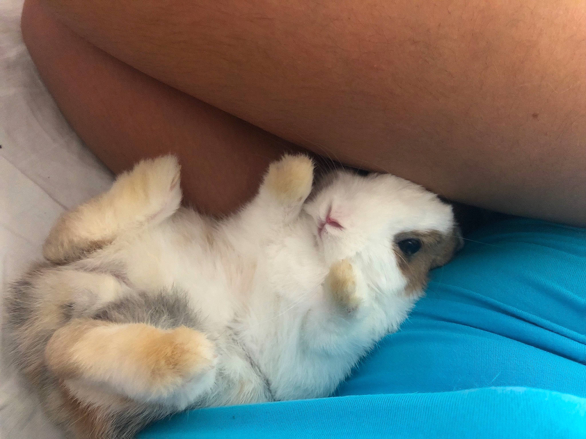 Aïko participe au concours pour gagner de l'argent avec cette photo : canidae, carnivore, cat, companion_dog, dog, dog_breed, fawn, felidae, mammal, pomeranian, puppy, puppy_love, skin