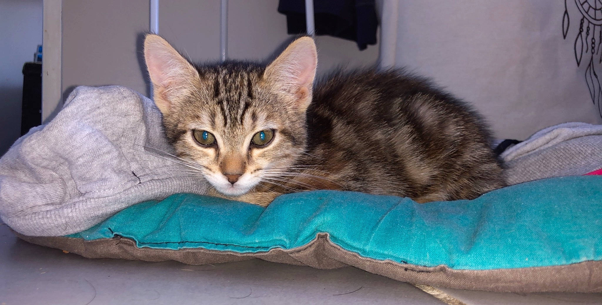 Prixy a rejoint le concours — aidez-le/la à gagner de superbes lots ! aegean_cat, american_shorthair, american_wirehair, asian, australian_mist, bengal, carnivore, cat, domestic_short_haired_cat, dragon_li, european_shorthair, felidae, kitten, mammal, ocicat, small_to_medium_sized_cats, tabby_cat, toyger, vertebrate, whiskers