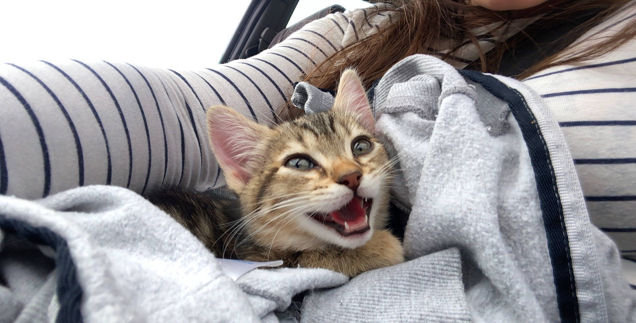 Prixy participe au concours pour gagner de l'argent avec cette photo : aegean_cat, american_shorthair, arabian_mau, asian, australian_mist, carnivore, cat, domestic_short_haired_cat, dragon_li, european_shorthair, facial_expression, felidae, kitten, mammal, pixie_bob, singapura, small_to_medium_sized_cats, tabby_cat, vertebrate, whiskers