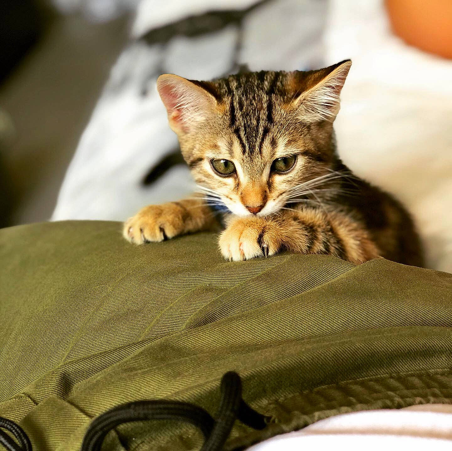 Prixy participe au concours pour gagner de l'argent avec cette photo : american_shorthair, asian, australian_mist, bengal, carnivore, cat, domestic_short_haired_cat, dragon_li, european_shorthair, felidae, fur, kitten, mammal, pixie_bob, small_to_medium_sized_cats, tabby_cat, toyger, vertebrate, whiskers, wild_cat