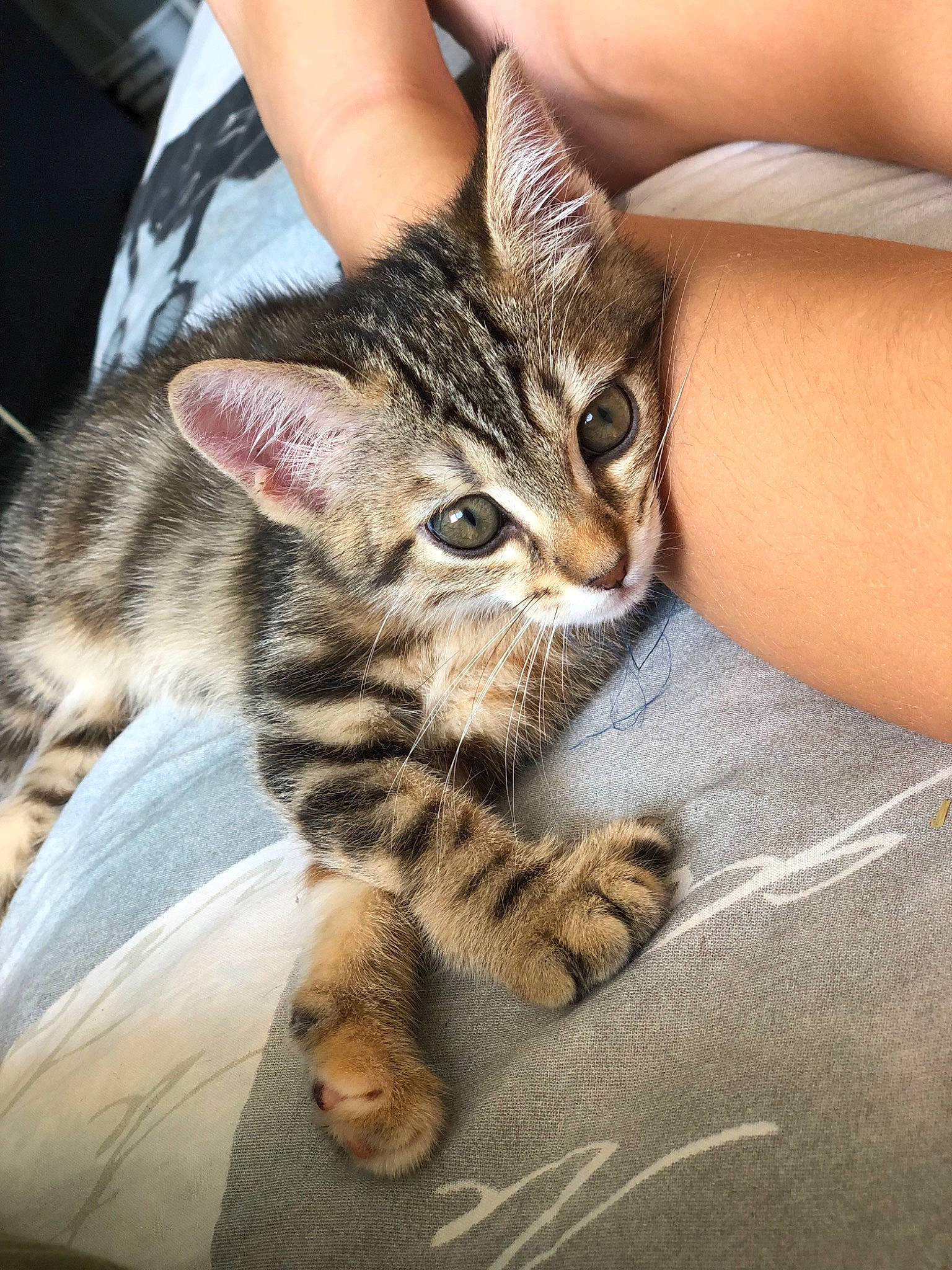 Prixy participe au concours pour gagner de l'argent avec cette photo : american_shorthair, asian, bengal, carnivore, cat, domestic_short_haired_cat, dragon_li, european_shorthair, felidae, hand, kitten, leg, mammal, pixie_bob, small_to_medium_sized_cats, sokoke, tabby_cat, toyger, vertebrate, whiskers