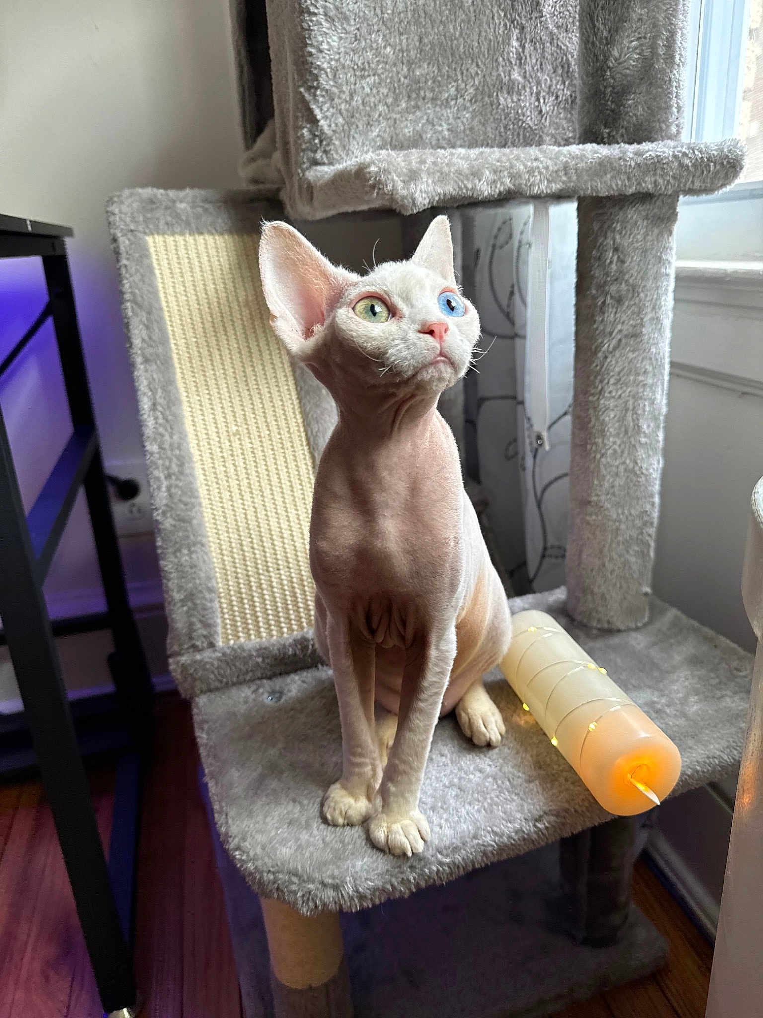 Zelda