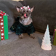 Lola joined the competition — help win amazing prizes! dog, pet, holiday, christmas, gift_box, decorations, ribbon, couch, indoor, festive, cute, animal, tongue_out, pink_bow, green_outfit, christmas_tree_decoration, pine_cones, berries, blurred_background, cozy