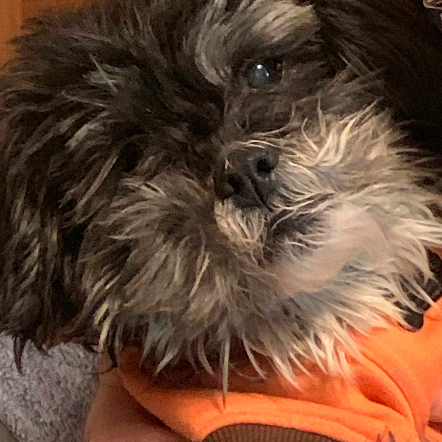 Max joined the competition — help win amazing prizes! affenpinscher, animal, canine, dog, face, head, person, pet, puppy, terrier