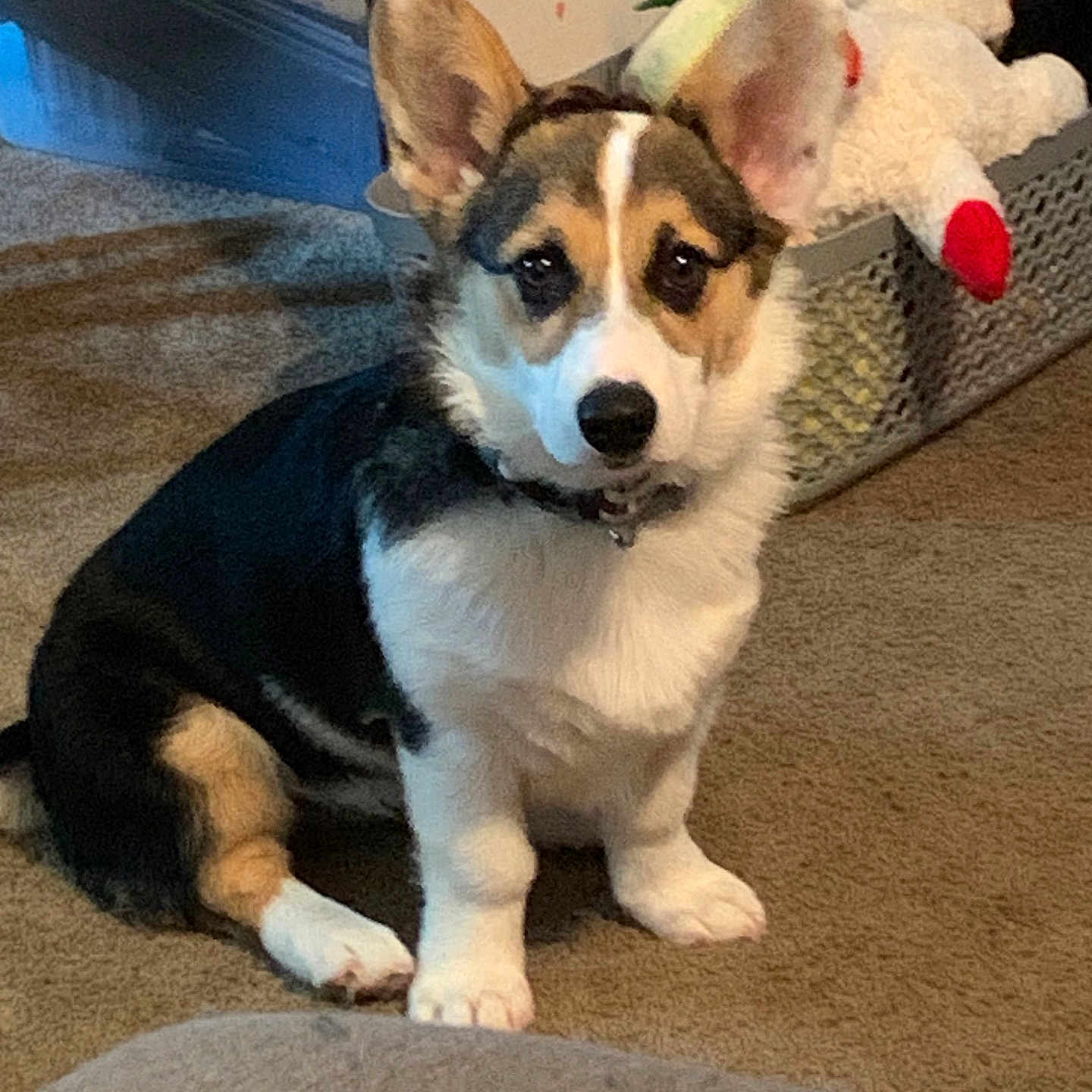 Chloe