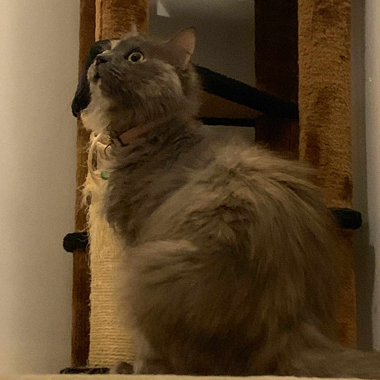 Smokey