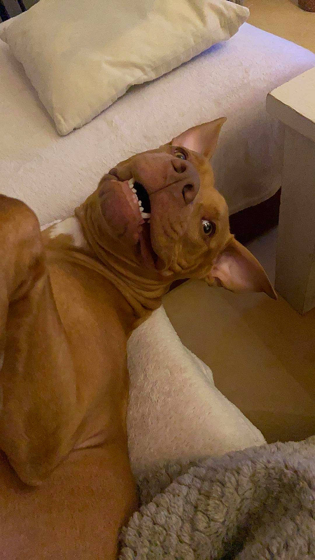 Daya participe au concours pour gagner de l'argent avec cette photo : bedding, canidae, carnivore, cat, comfort, companion_dog, dog_breed, ear, fawn, felidae, fur, linens, liver, room, small_to_medium_sized_cats, snout, terrestrial_animal, whiskers, wood, wrinkle