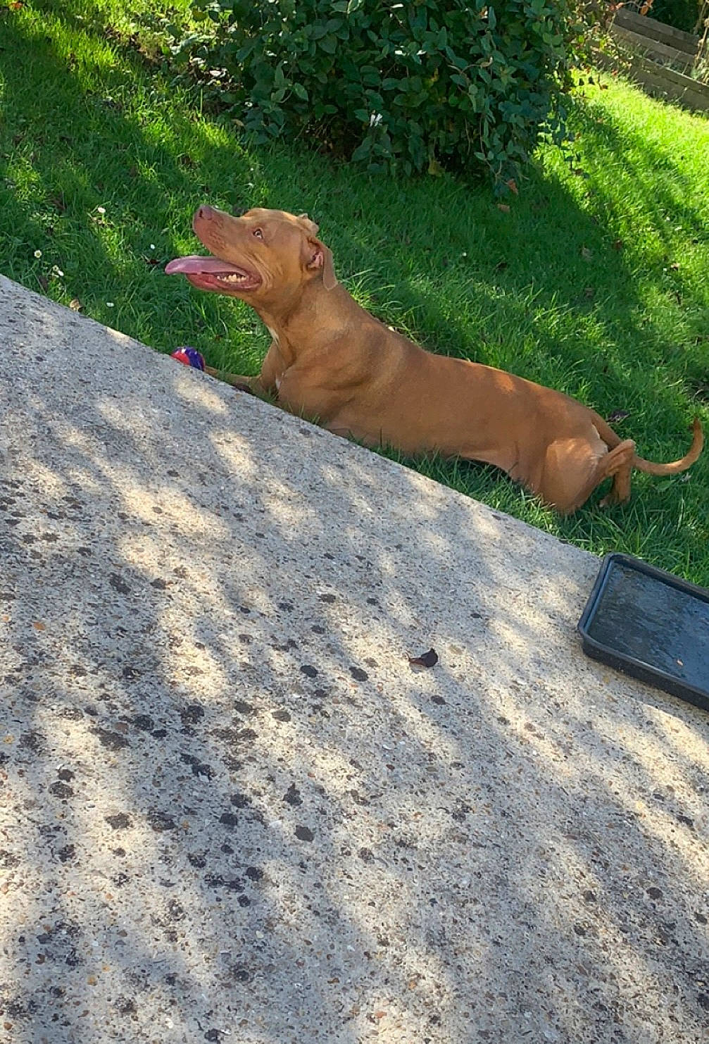 Daya a rejoint le concours — aidez-le/la à gagner de superbes lots ! asphalt, canidae, carnivore, companion_dog, dog, dog_breed, dog_supply, fawn, grass, gun_dog, pet_supply, plant, road_surface, shadow, sidewalk, soil, sporting_group, tail, tints_and_shades, wood