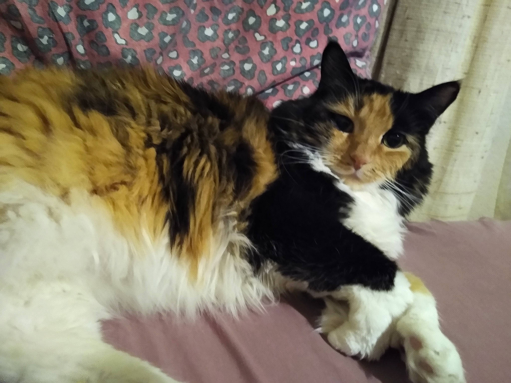 Catalina joined the competition — help win amazing prizes! art, carnivore, cat, claw, comfort, domestic_short_haired_cat, felidae, fur, paw, small_to_medium_sized_cats, snout, tail, terrestrial_animal, whiskers