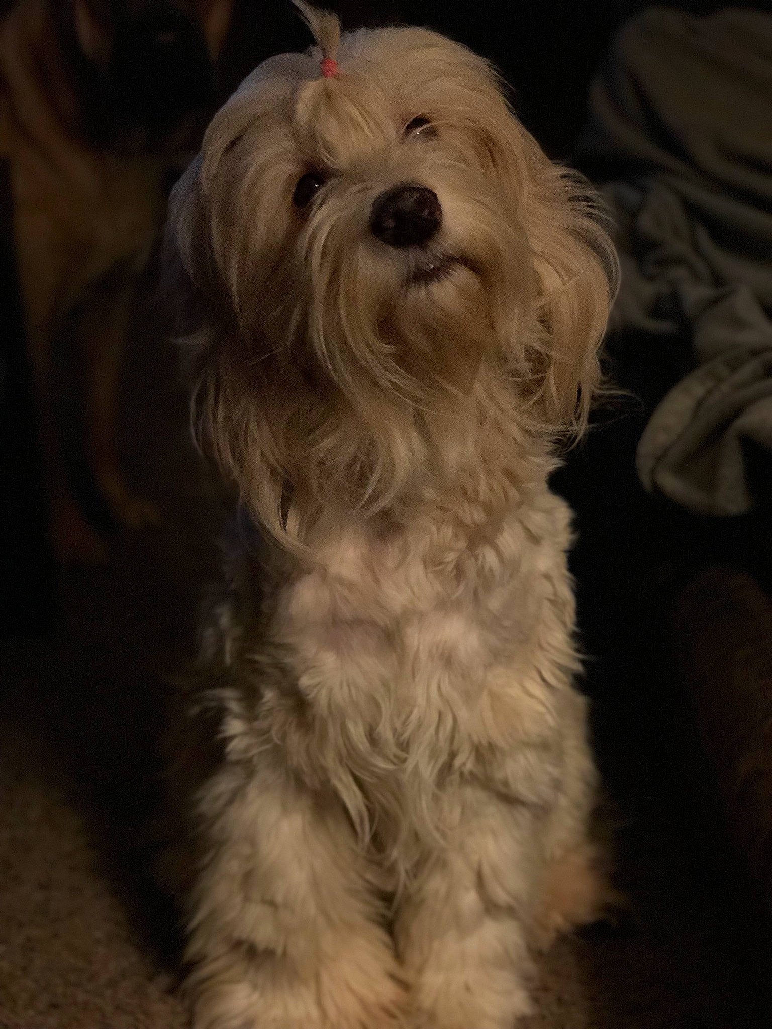 Merlin is registered to the contest to win money with this photo: bichon, carnivore, companion_dog, darkness, dog, dog_breed, fur, non_sporting_group, plant, poodle_crossbreed, shih_poo, small_terrier, sporting_group, terrier, toy_dog, water_dog, working_animal, yorkipoo