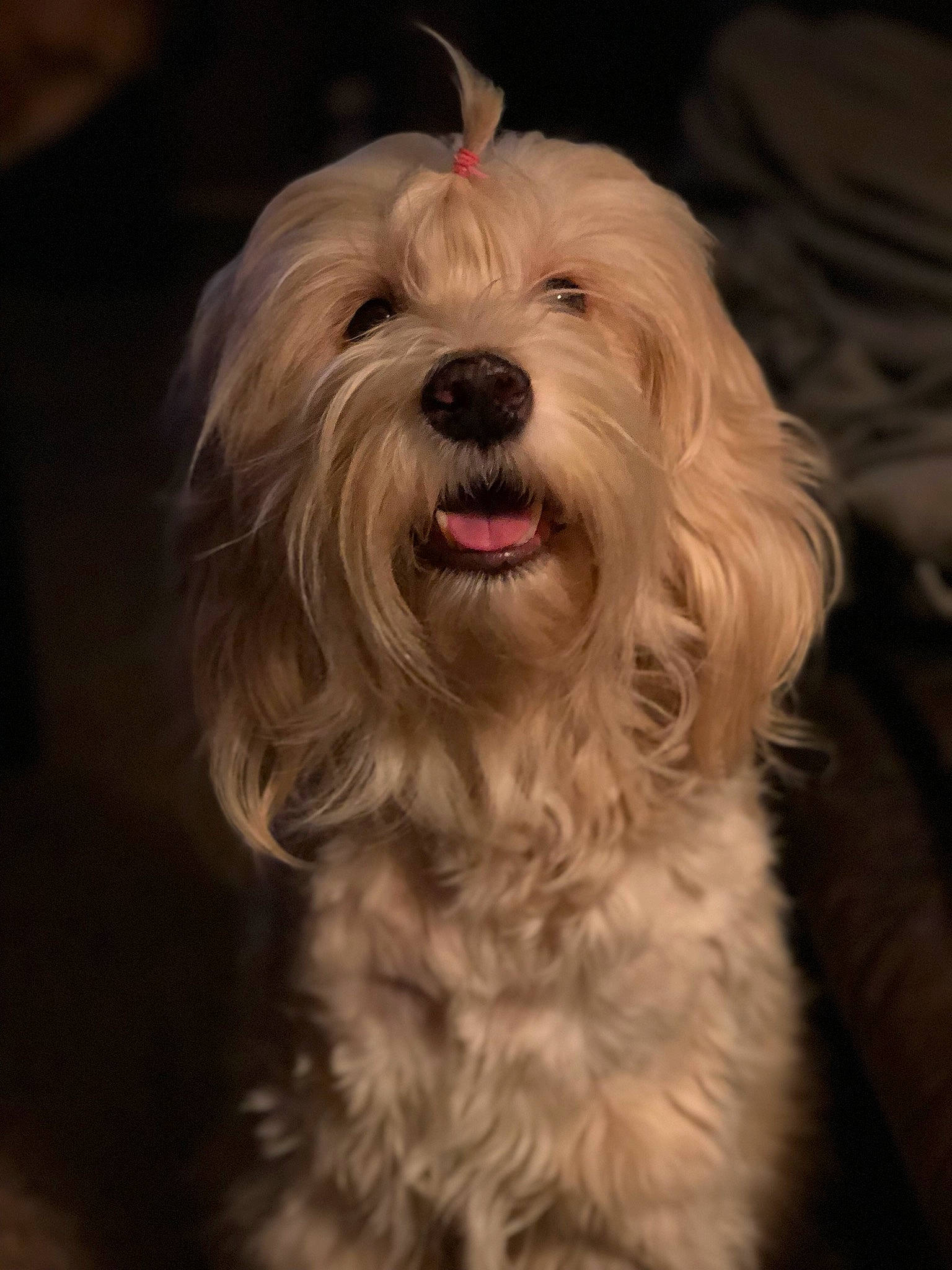 Merlin joined the competition — help win amazing prizes! biewer_terrier, carnivore, cockapoo, companion_dog, dog, dog_breed, eye, fur, liver, maltepoo, poodle_crossbreed, puppy_love, small_terrier, snout, sporting_group, terrier, toy_dog, water_dog, working_animal, yorkipoo