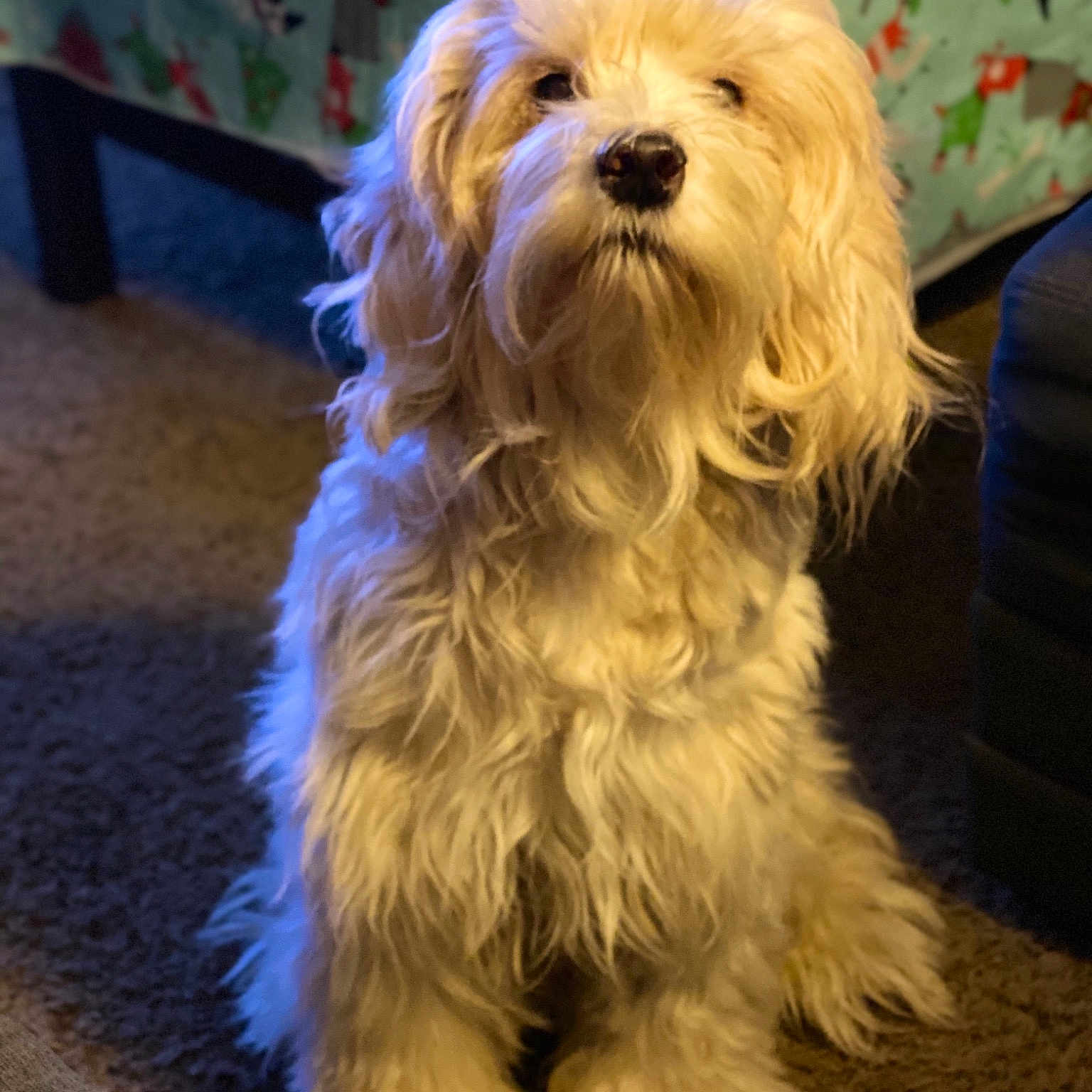 Merlin