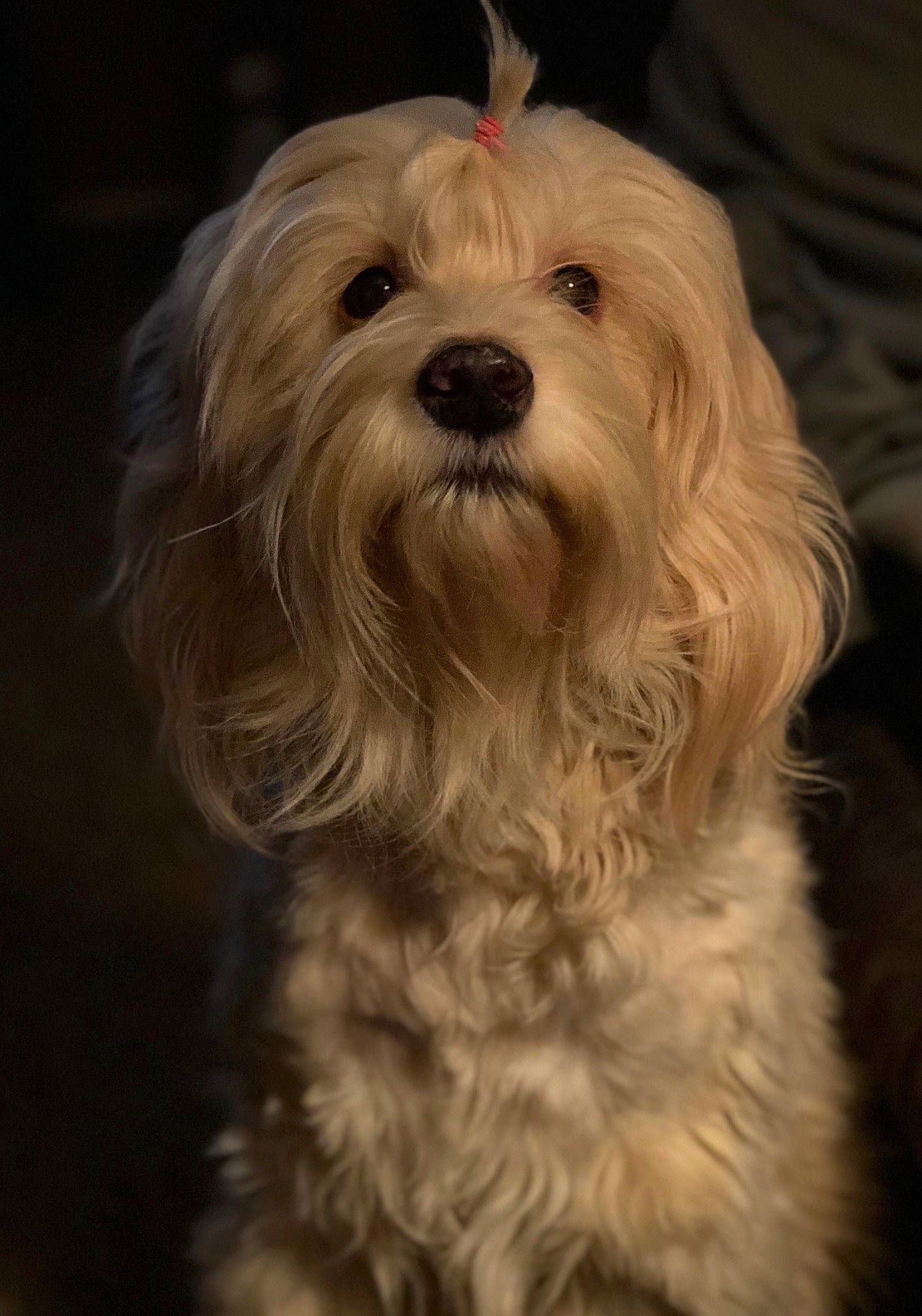 Merlin is registered to the contest to win money with this photo: biewer_terrier, canidae, carnivore, companion_dog, darkness, dog, dog_breed, fur, liver, maltepoo, non_sporting_group, puppy, small_terrier, snout, sporting_group, terrier, toy_dog, water_dog, working_animal, yorkipoo