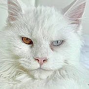 Marshmallow Gamez joined the competition — help win amazing prizes! cat, white_cat, heterochromia, blue_eye, amber_eye, feline, closeup, portrait, fluffy, whiskers, ears, pink_nose, soft_fur, pet, indoor, staring, regal, sleepy, minimal_background, high_key