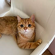 Bruno Gamez is registered to the contest to win money with this photo: cat, kitten, orange_tabby, ginger_cat, pet, white_chair, indoor, furniture, whiskers, paw, close_up, portrait, looking_at_camera, cute, cozy, upholstery, living_room, hardwood_floor, small_animal, relaxed