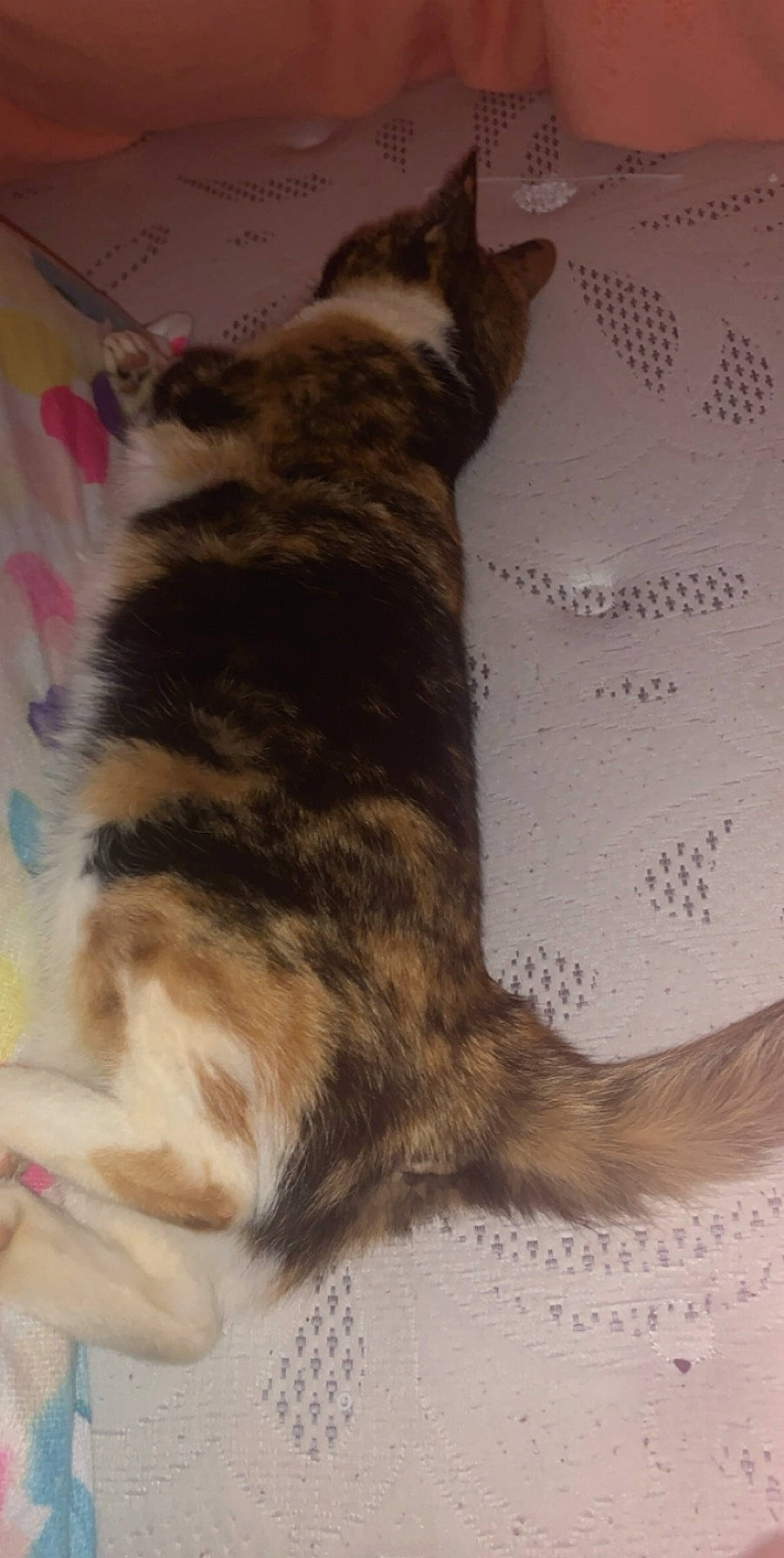 Jingles joined the competition — help win amazing prizes! carnivore, cat, domestic_short_haired_cat, ear, european_shorthair, fawn, felidae, fur, kitten, maine_coon, mammal, norwegian_forest_cat, small_to_medium_sized_cats, tabby_cat, tail, whiskers