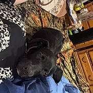 Bailey is registered to the contest to win money with this photo: dog, black_dog, resting, bed, blanket, person, arm, collar, indoor, furniture, wooden_drawers, bottle, table, fabric, casual, relaxation, companion, home, comfort, nap