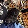 dog, black_dog, resting, bed, blanket, person, arm, collar, indoor, furniture, wooden_drawers, bottle, table, fabric, casual, relaxation, companion, home, comfort, nap