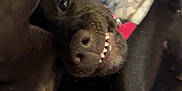 Bailey joined the competition — help win amazing prizes! dog, black_dog, pet, lying_down, teeth, nose, fur, collar, indoor, pillow, human_arm, close_up, playful, curious, animal, canine, resting, snout, whiskers, relaxed