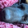Bailey joined the competition — help win amazing prizes! dog, sleeping, close_up, face, pink_blanket, cozy, relaxed, fur, pet, animal, resting, soft_texture, indoors, napping, snout, ears, comfort, peaceful, warm, portrait