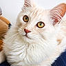 Tillion participe au concours pour gagner de l'argent avec cette photo : animal, blue_surface, cat, close_up, cream_colored, curious, cute, domestic_cat, feline, fluffy, golden_eyes, indoor, pet, portrait, relaxed, resting, sharp_focus, soft_fur, whiskers, white_background