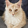 cat, cream_colored, amber_eyes, fluffy_fur, large_ears, close_up, portrait, animal, pet, feline, indoor, resting, paws, looking_at_camera, soft_background, cute, domestic_cat, whiskers, fur_texture, focused