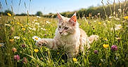 Tillion a rejoint le concours — aidez-le/la à gagner de superbes lots ! cat, cream_colored, fluffy, wildflowers, meadow, yellow_flowers, white_flowers, purple_flowers, green_grass, outdoor, nature, sunlight, blue_sky, animal, feline, paws, focused, spring, summer, playful