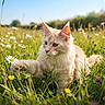 cat, cream_colored, fluffy, wildflowers, meadow, yellow_flowers, white_flowers, purple_flowers, green_grass, outdoor, nature, sunlight, blue_sky, animal, feline, paws, focused, spring, summer, playful