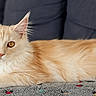 cat, fluffy, cream_color, amber_eyes, lounging, blanket, patterned, couch, indoor, pet, relaxed, feline, fur, ears, whiskers, closeup, animal, domestic, cute, resting