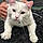 Casper
