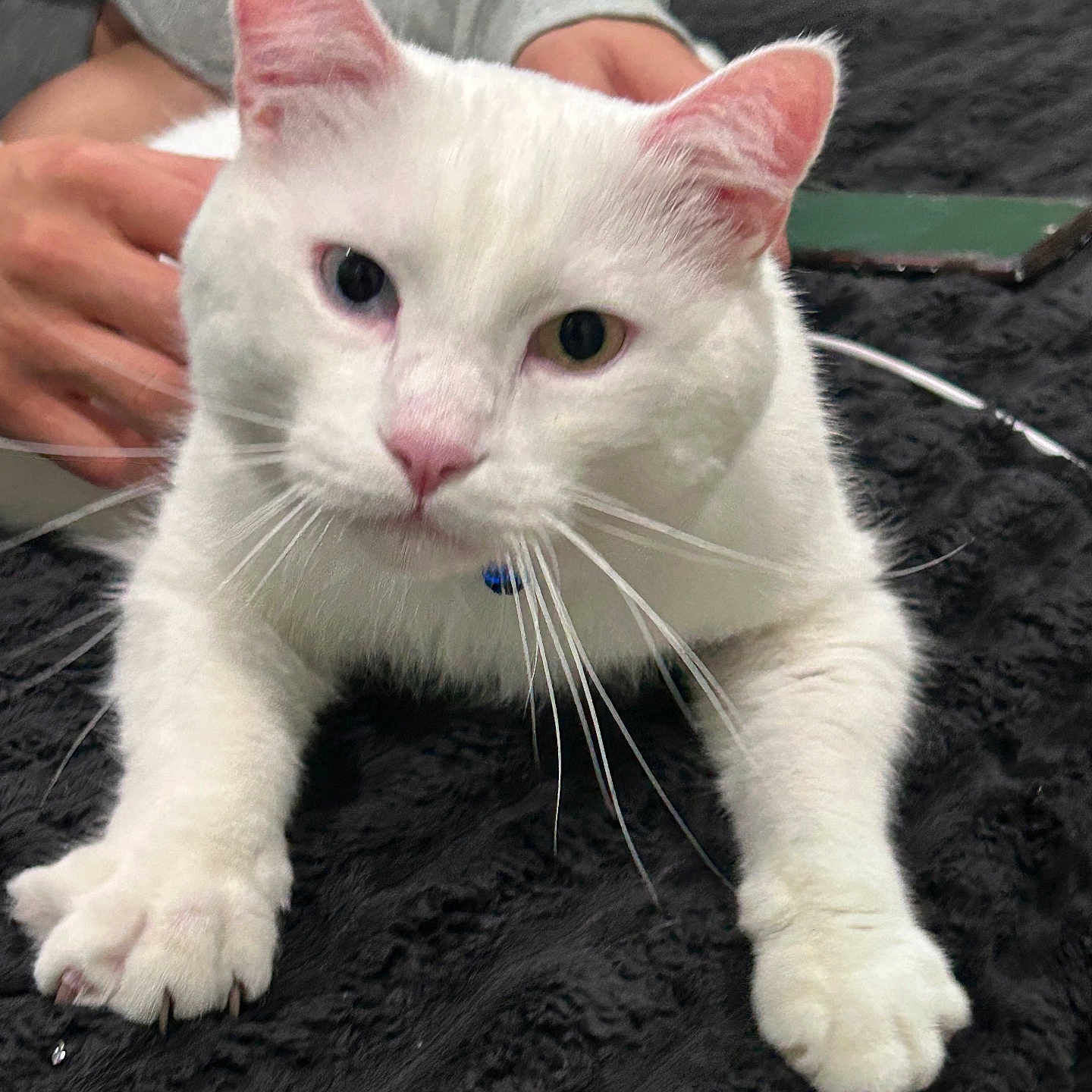 Casper