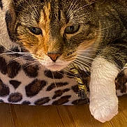 Cali is registered to the contest to win money with this photo: cat, tabby_cat, white_paws, close_up, portrait, feline, whiskers, green_eyes, pink_nose, striped_fur, white_fur, animal, pet, sitting, cushion, cozy, indoor, wooden_floor, warm_lighting, calm