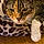 Cali