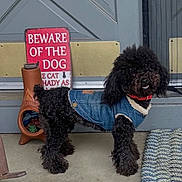 Lucy Lue is registered to the contest to win money with this photo: beware_of_dog, black_fur, ceramic_chiminea, collar, concrete_floor, cute, denim_jacket, dog, door, doormat, fluffy, front_porch, pet_clothing, poodle, porch, portrait, rug, sign, standing, succulent