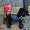 beware_of_dog, black_fur, ceramic_chiminea, collar, concrete_floor, cute, denim_jacket, dog, door, doormat, fluffy, front_porch, pet_clothing, poodle, porch, portrait, rug, sign, standing, succulent