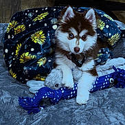 Solace joined the competition — help win amazing prizes! puppy, dog, blanket, toy, stuffed_animal, bed, indoor, floor, fur, pet, brown, white, rope_toy, animal, cute, young, collar, playful, resting, cozy