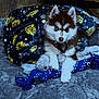 puppy, dog, blanket, toy, stuffed_animal, bed, indoor, floor, fur, pet, brown, white, rope_toy, animal, cute, young, collar, playful, resting, cozy